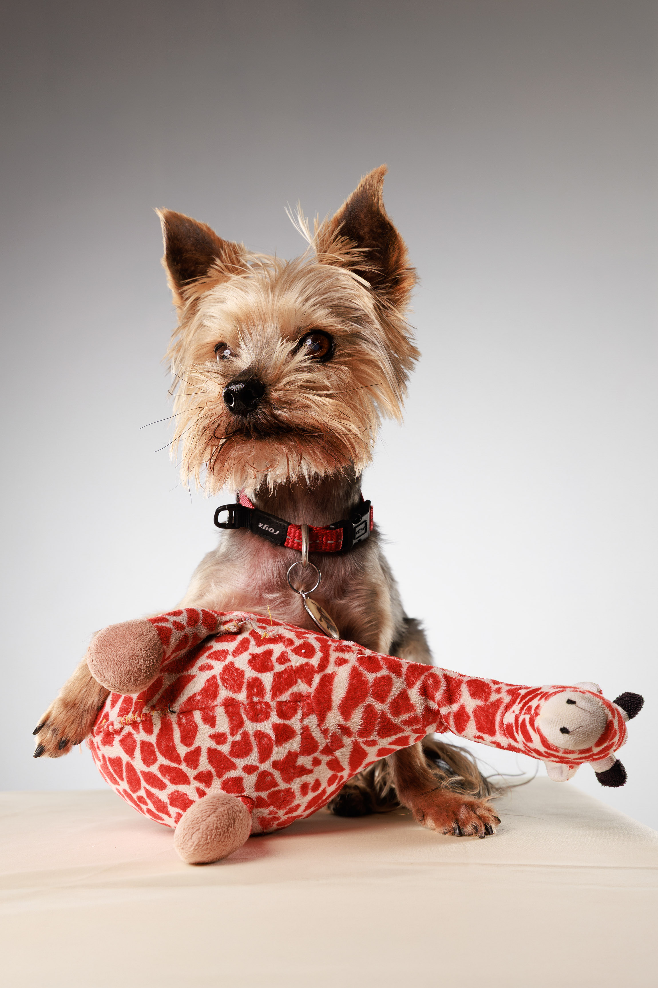 Dog Toys Advertising